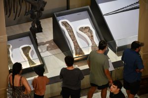 Muestra ´Dinosaurios al Sur del Mundo´ supera las 200.000 visitas en su primer mes y se consolida como un imperdible del verano