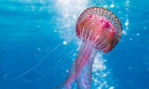 DSCC insta al mundo a aplazar la explotación minera en los océanos