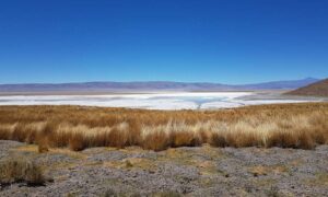 Argentina Lithium firma acuerdo por US$100 millones con socio chino para avanzar proyecto Rincon West